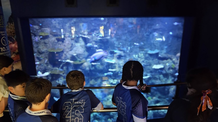 Year 5 and 6 Students Visit Cairns Aquarium